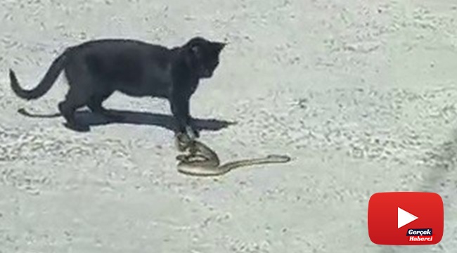 Kedi ile yılanın kavgasında pes eden yılan oldu