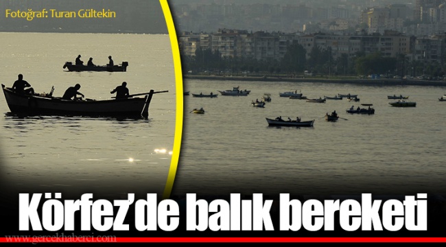 Körfez’de balık bereketi