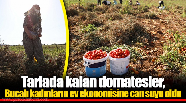 Tarlada kalan domatesler, Bucalı kadınların ev ekonomisine can suyu oldu