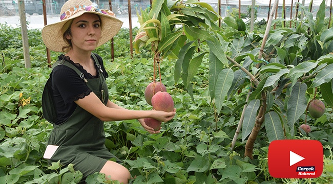 Üniversiteli Burçin mezun olup çiftçiliğe başladı, ilçedeki ilk mango hasadını yaptı