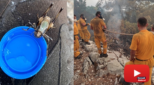 Yangında alevler arasından çıkan çekirgeye su içirdi