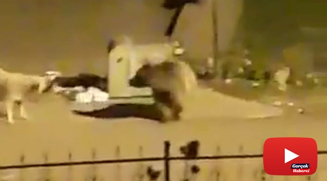 Aç kalan ayı, çöp konteynerinde yiyecek aradı
