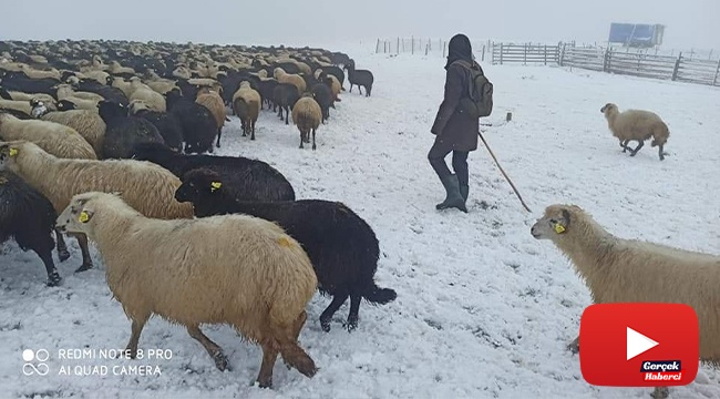 Artvin’de ani bastıran kar sürü sahiplerine zor anlar yaşattı