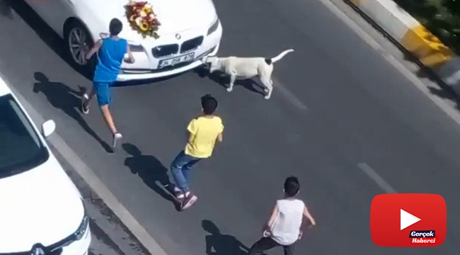 Çocukların tehlikeli bahşiş oyunu kamerada