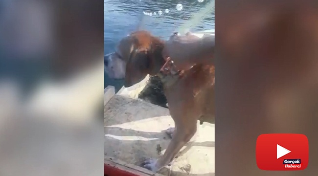 Denizde boğulmak üzere olan köpeği balıkçılar son anda kurtardı