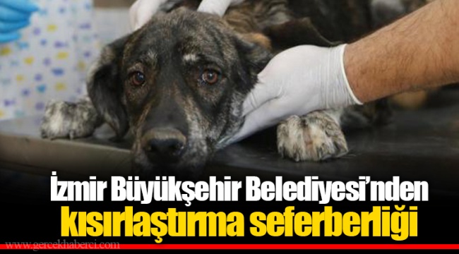 İzmir Büyükşehir Belediyesi’nden kısırlaştırma seferberliği