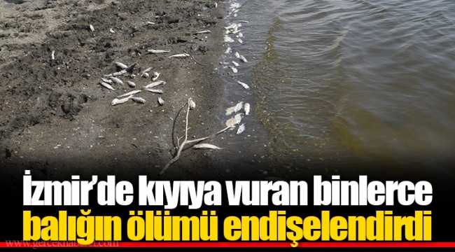 İzmir’de kıyıya vuran binlerce balığın ölümü endişelendirdi