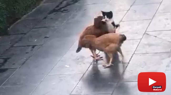 Tavukların boynuna sarılan kedi görenleri gülümsetti