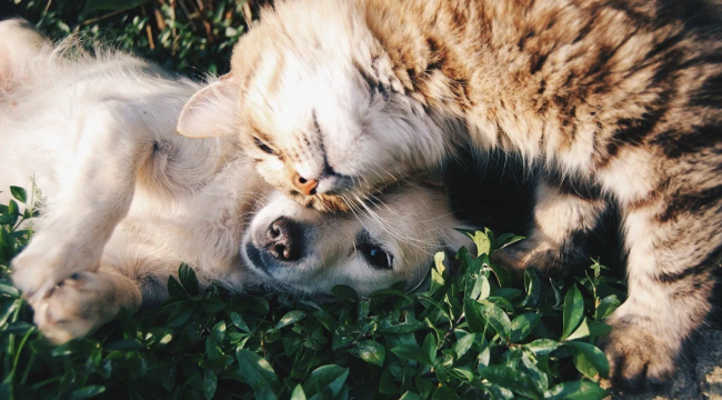Yeni Şafak yazarı Beşer: Kedi ve köpeklerin kısırlaştırılması caiz değil