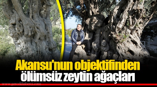 Akansu'nun objektifinden ölümsüz zeytin ağaçları