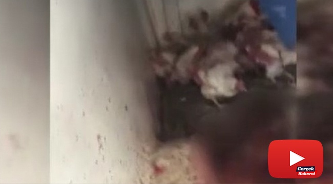 Araç içinde ilginç tavuk satışı, sosyal medyada tepki topladı