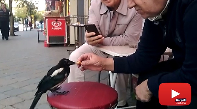 Bu saksağan kendine döner ısmarlatıyor