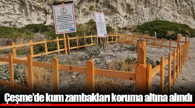 Çeşme’de kum zambakları koruma altına alındı