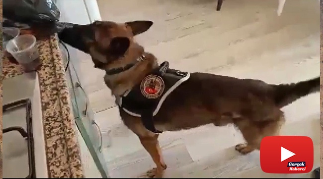 Kahve kutusuna gizlenen uyuşturucuyu 'Asil' buldu