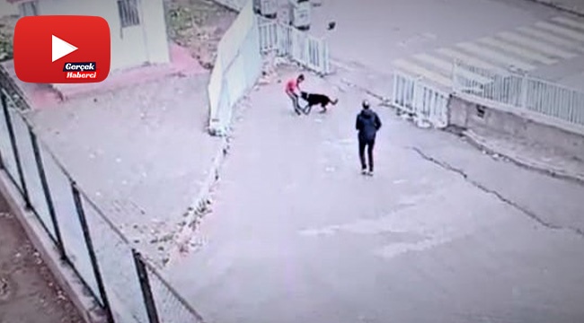 Köpeğin saldırısına uğrayan çocuğu okul güvenliği kurtardı