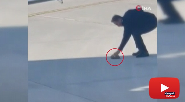Pistte kaplumbağa gören duyarlı pilot teknisyeni uyardı