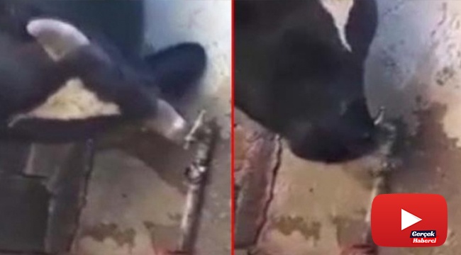 Susayan inek boynuzu ile çeşmeyi açtı, sosyal medyada gündem oldu