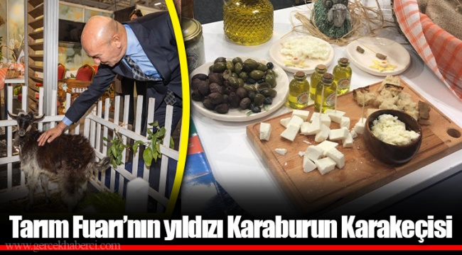 Tarım Fuarı’nın yıldızı Karaburun Karakeçisi… 