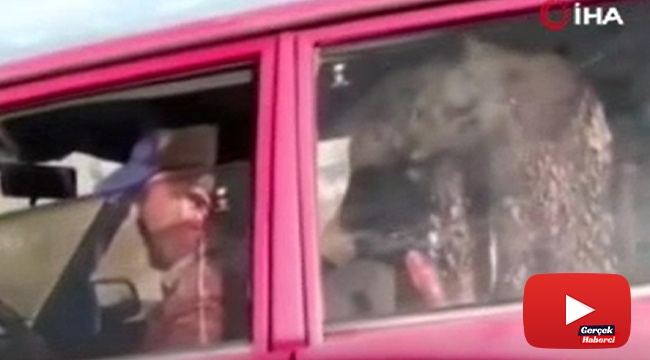 Trafikte otomobilin koltuğundaki buzağı görenleri şoke etti