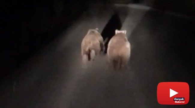Yavru ayılar yola indi