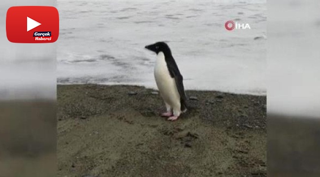 3 bin kilometre yol kat eden penguen Yeni Zelanda kıyılarında bulundu