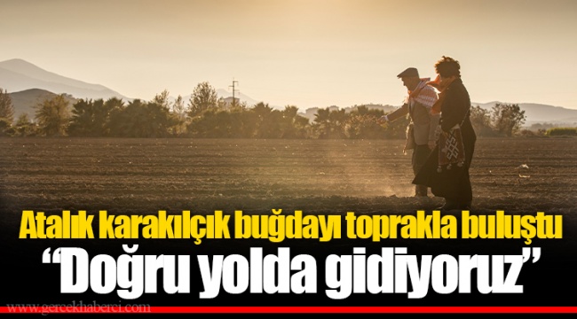 Atalık karakılçık buğdayı toprakla buluştu “Doğru yolda gidiyoruz”