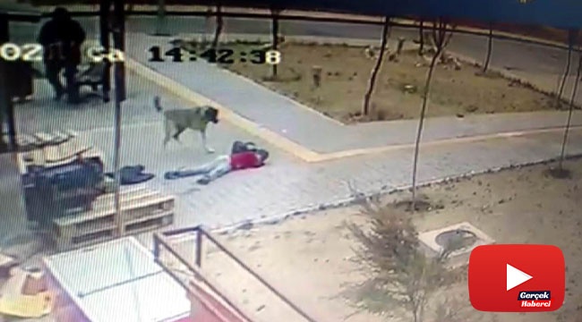 Başıboş köpekler çocuğa böyle saldırdı