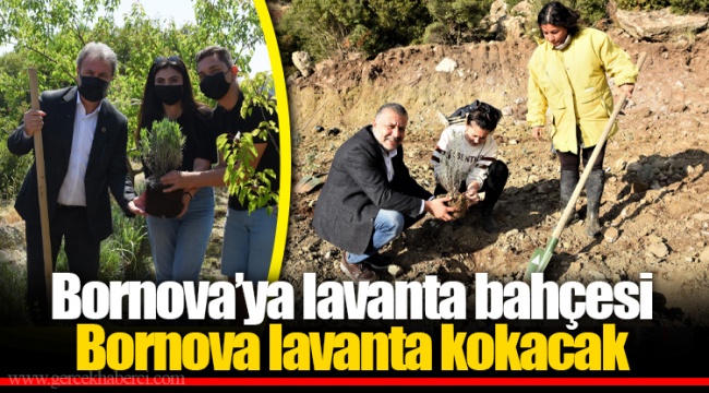 Bornova lavanta kokacak