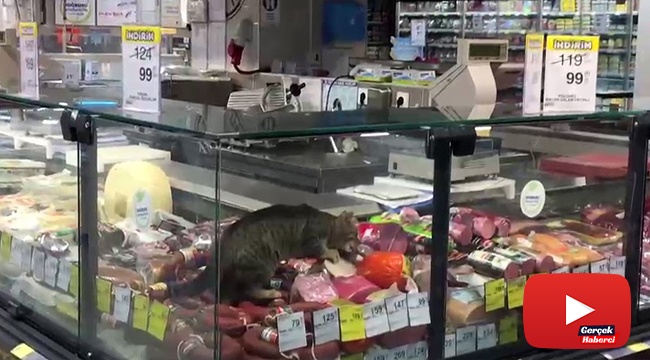 CarrefourSA’da şok eden görüntü: Reyona giren kedi kavurmayı yedi