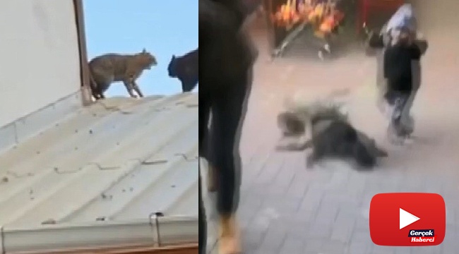 Çatıda kavga eden kediler bebeğin üzerine düşüyordu