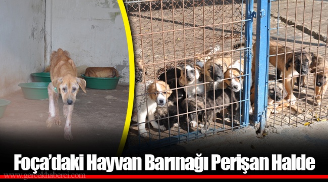 Foça’daki Hayvan Barınağı Perişan Halde
