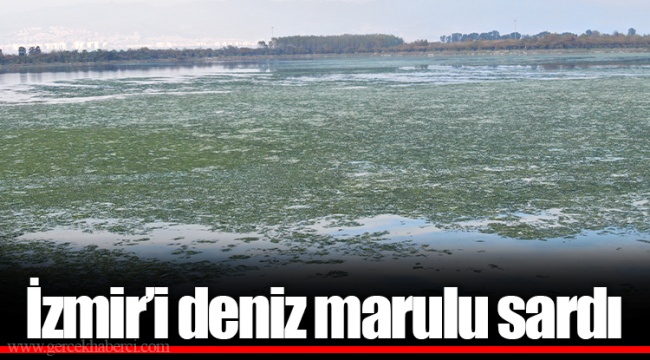 İzmir’i deniz marulu sardı