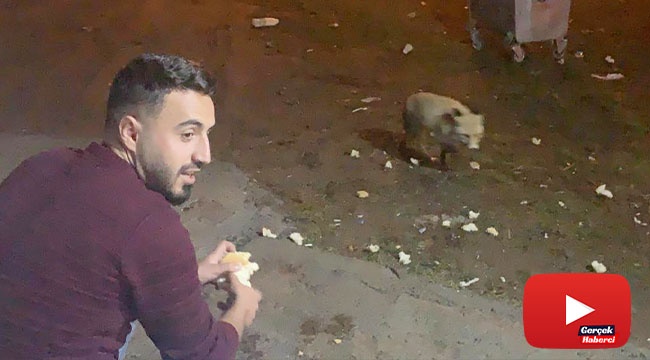 Karslı gençler adını Şükür koydukları tilkiyi elleriyle besliyor