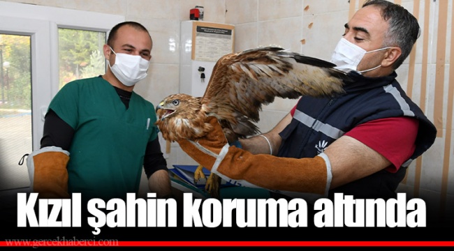 Kızıl şahin koruma altında