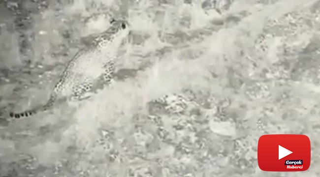 Anadolu Parsı ilk kez bu kadar net görüntülendi