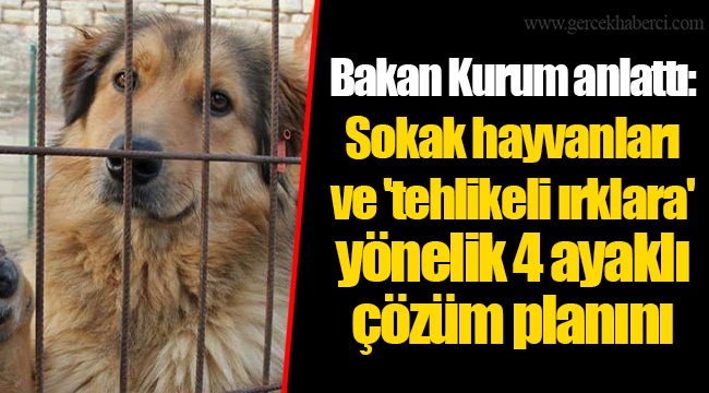 Bakan Kurum anlattı: Sokak hayvanları ve 'tehlikeli ırklara' yönelik 4 ayaklı çözüm planını
