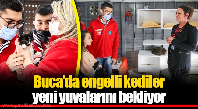 Buca’da engelli kediler yeni yuvalarını bekliyor