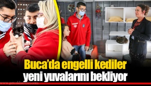 Buca’da engelli kediler yeni yuvalarını bekliyor