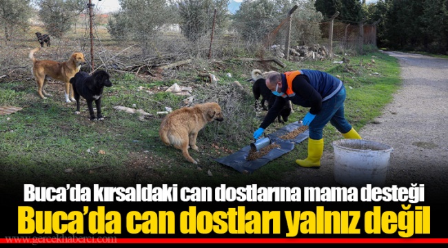 Buca’da kırsaldaki can dostlarına mama desteği Buca’da can dostları yalnız değil