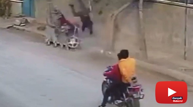 Çöp konteynerine çarpıp takla attı, çöpteki kedi fırladı