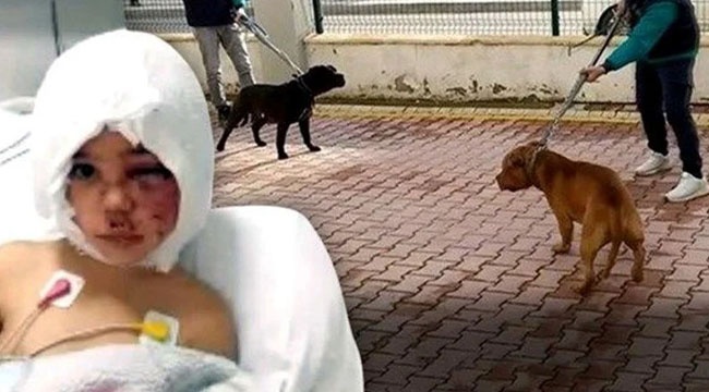 Erdoğan’dan Pitbull açıklaması: Bu köpekler parası bol olanların köpekleri