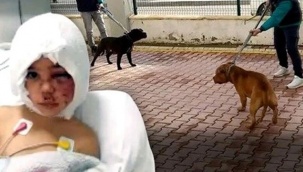 Erdoğan’dan Pitbull açıklaması: Bu köpekler parası bol olanların köpekleri