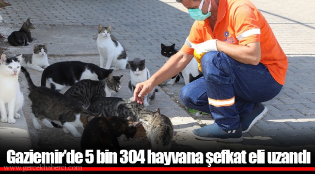 Gaziemir’de 5 bin 304 hayvana şefkat eli uzandı