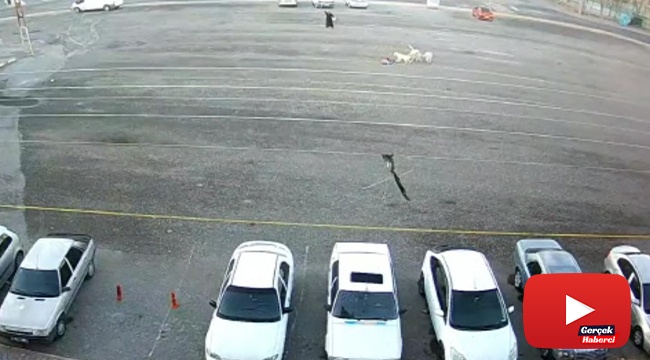 Köpeklerin saldırdığı çocuğu canı pahasına kurtardı