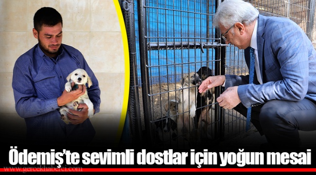 Ödemiş’te sevimli dostlar için yoğun mesai 
