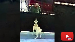 Önce köpeğin saldırganlığını test etti, sonra çaldı