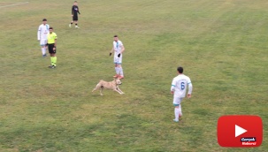 Sahaya giren köpek maçı durdurdu, renkli görüntüler yaşandı