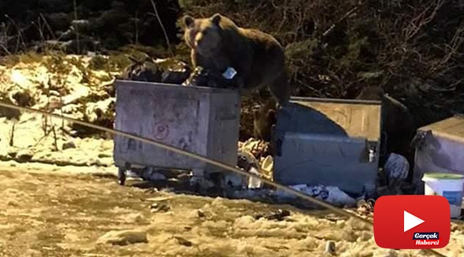 Selam verdikleri ayı otomobile saldırdı, o anlar kameraya yansıdı