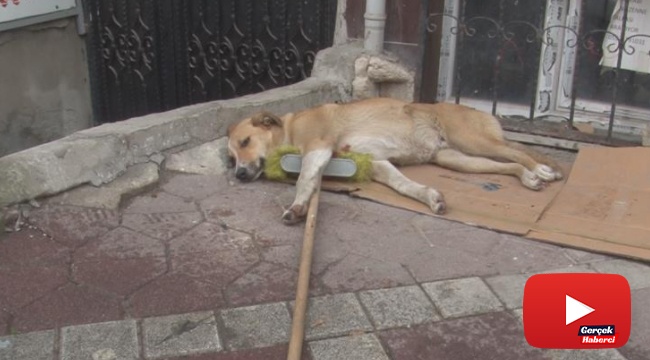 Temizlik işçisinin süpürgesini alıp kaçan sokak köpeği kamerada