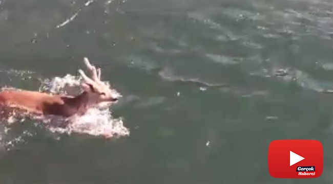 Baraj gölünde yüzen karaca görenleri şaşırttı